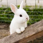 Bunniekins