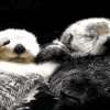 IMG_4937.gif