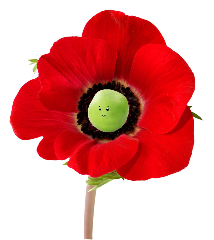 original (11).png