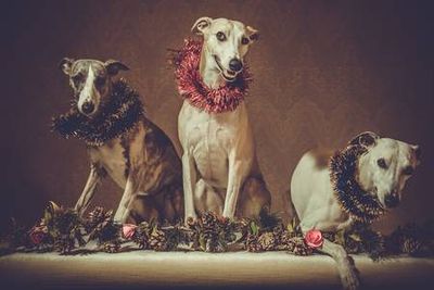 91699804-three-whippet-dogs-in-the-wreaths-with-new-years-garland-in-vintage-style-brown-photo.jpg