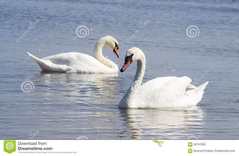 Hello - it's a great day to be a swan