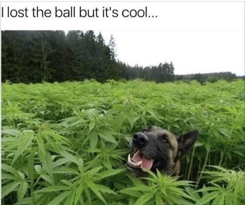 weedDog.jpeg