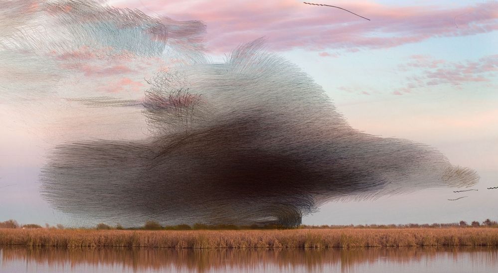 murmurations.jpg