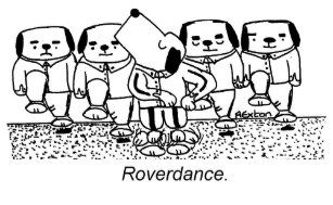 roverdance_card-r4dfdf0d87c204a4489ead63fe3410d26_xvuak_8byvr_307.jpg