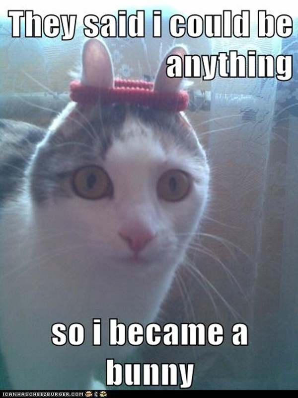 Funny Cat Memes.jpg